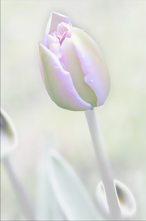 Tulpe – Foto 30×50 mit Rand 40×60  fine-art-Druck  auf Hahnemühle William Turner 310g – limitiert auf 12 – signiert – nummeriert – VINO meets ART – 2.ARTvent